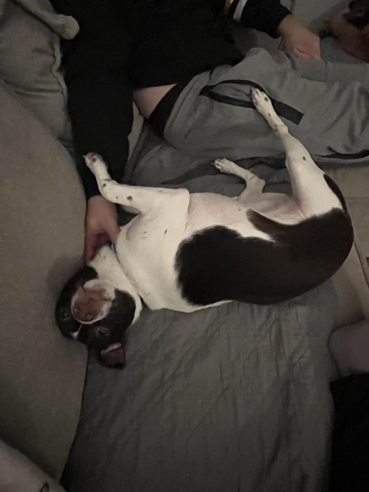 Enlarge Pepper, a Adoptable mixed breed in Springdale, PA image 4/5