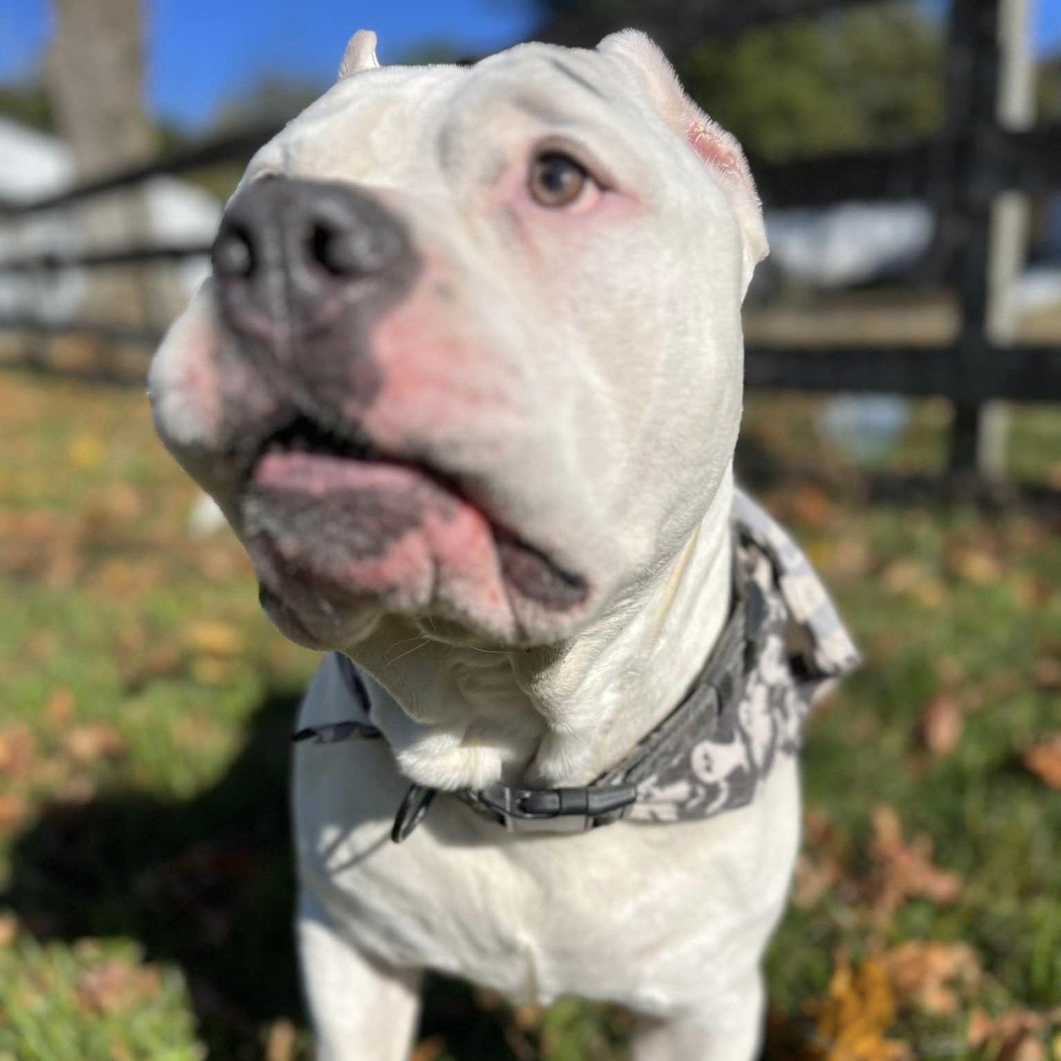 Carlos