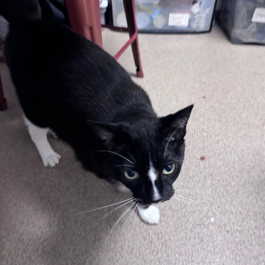 Eli, Adoptable, Adult Male Domestic Short Hair & Mixed Breed.