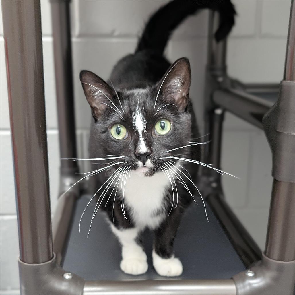 Enlarge Eli, a Adoptable mixed breed in Brookfield, WI image 3/5