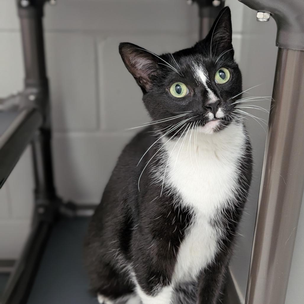 Enlarge Eli, a Adoptable mixed breed in Brookfield, WI image 4/5