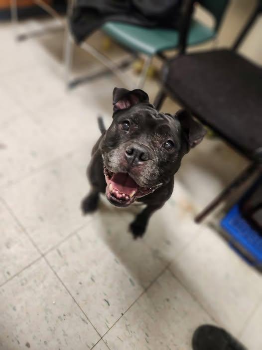 Gertrude, Adoptable, Senior Female American Bully.