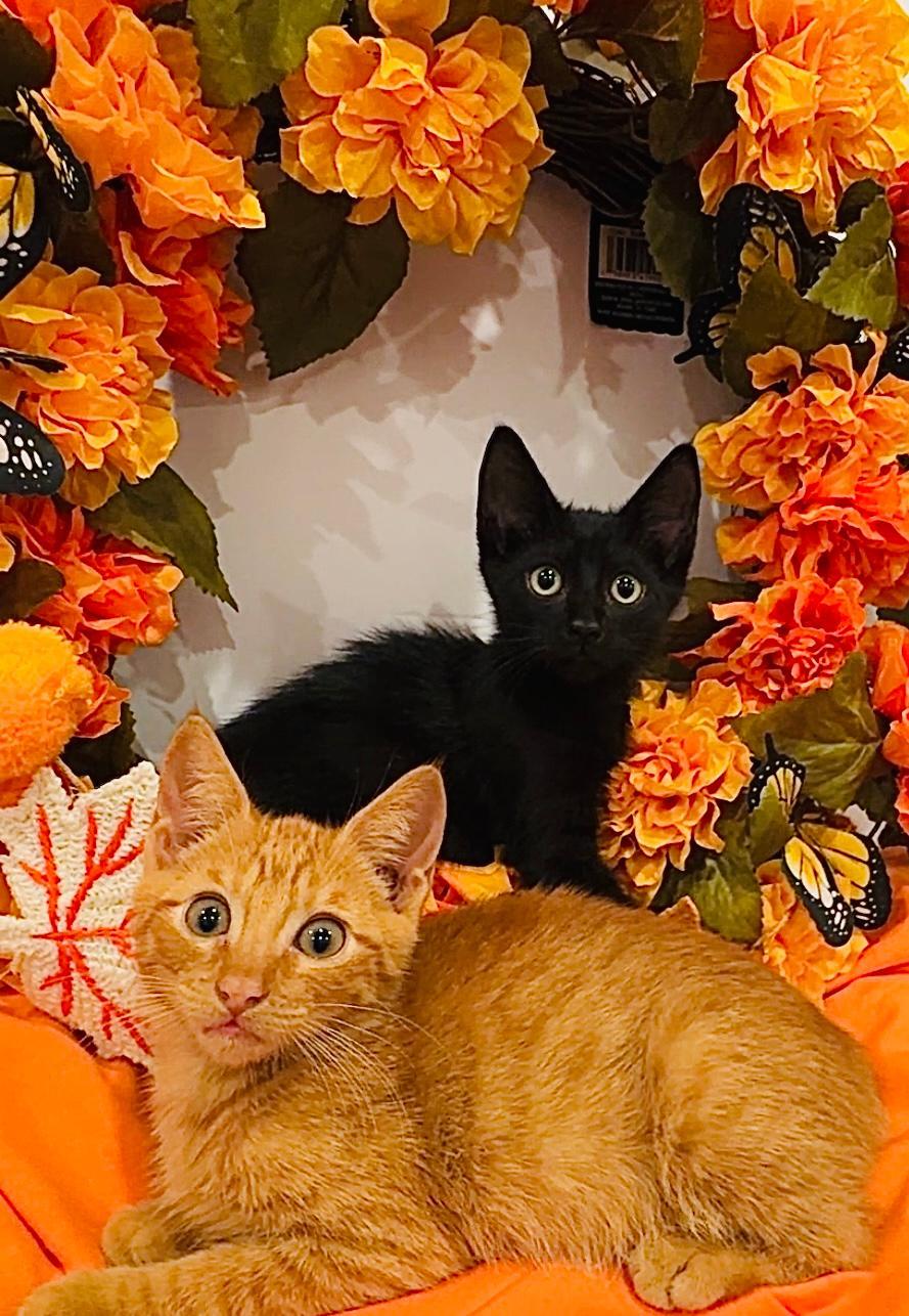 Rustle & Blaze - BONDED