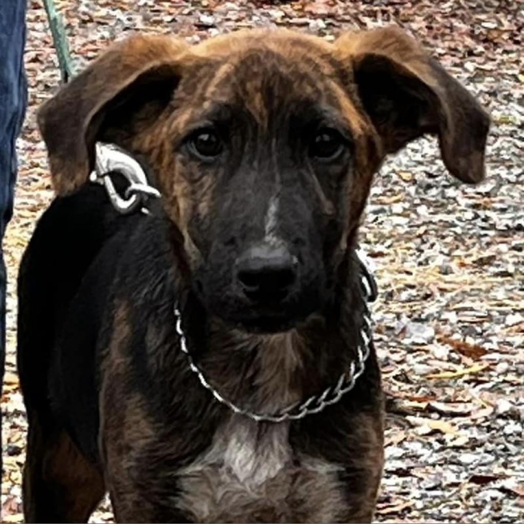 Alfie, Adoptable, Adult Male Plott Hound.