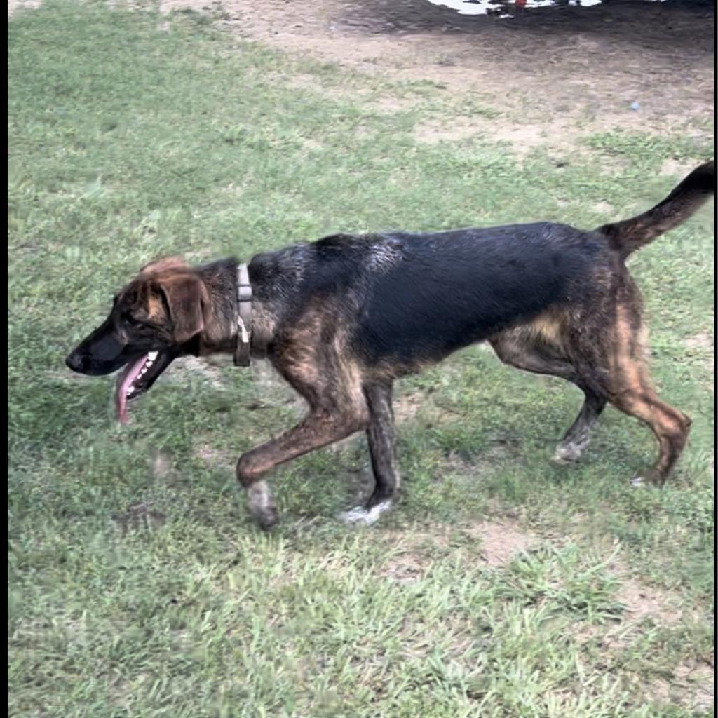 Alfie, a Adoptable Plott Hound in Oakdale, LA image 2/6