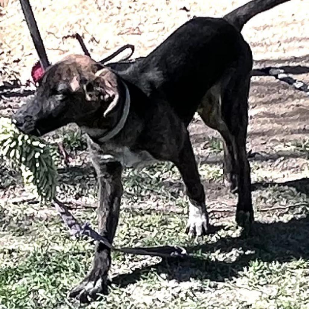 Alfie, a Adoptable Plott Hound in Oakdale, LA image 3/6