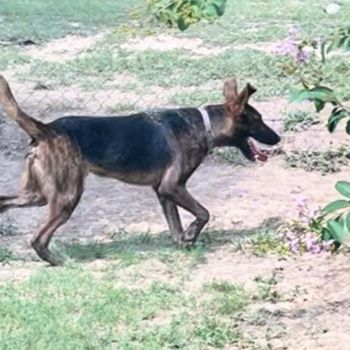 Alfie, a Adoptable Plott Hound in Oakdale, LA image 4/6
