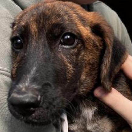 Alfie, a Adoptable Plott Hound in Oakdale, LA image 5/6