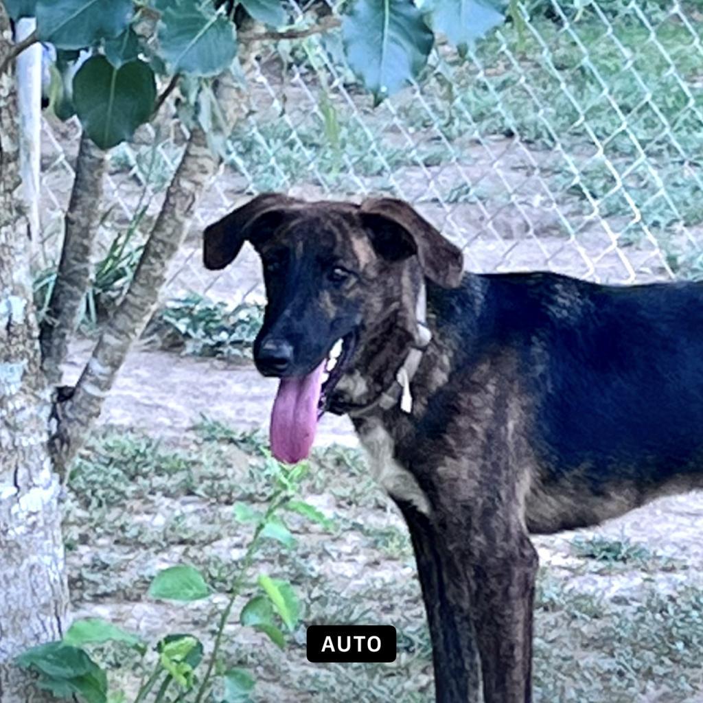 Alfie, a Adoptable Plott Hound in Oakdale, LA image 6/6