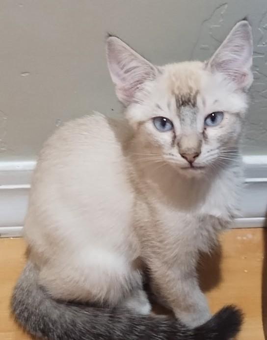 Sweet Samie Is Ready to Find His Special Someone, adopted, Kitten Male Siamese.