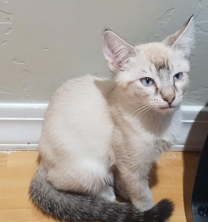 Sweet Samie Is Ready to Find His Special Someone, an adopted Siamese in Prescott, AZ image 2/4