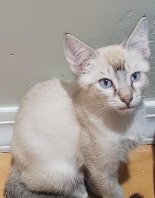 Sweet Samie Is Ready to Find His Special Someone, an adopted Siamese in Prescott, AZ image 3/4