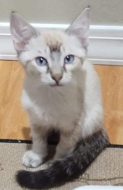 Sweet Samie Is Ready to Find His Special Someone, an adopted Siamese in Prescott, AZ image 4/4