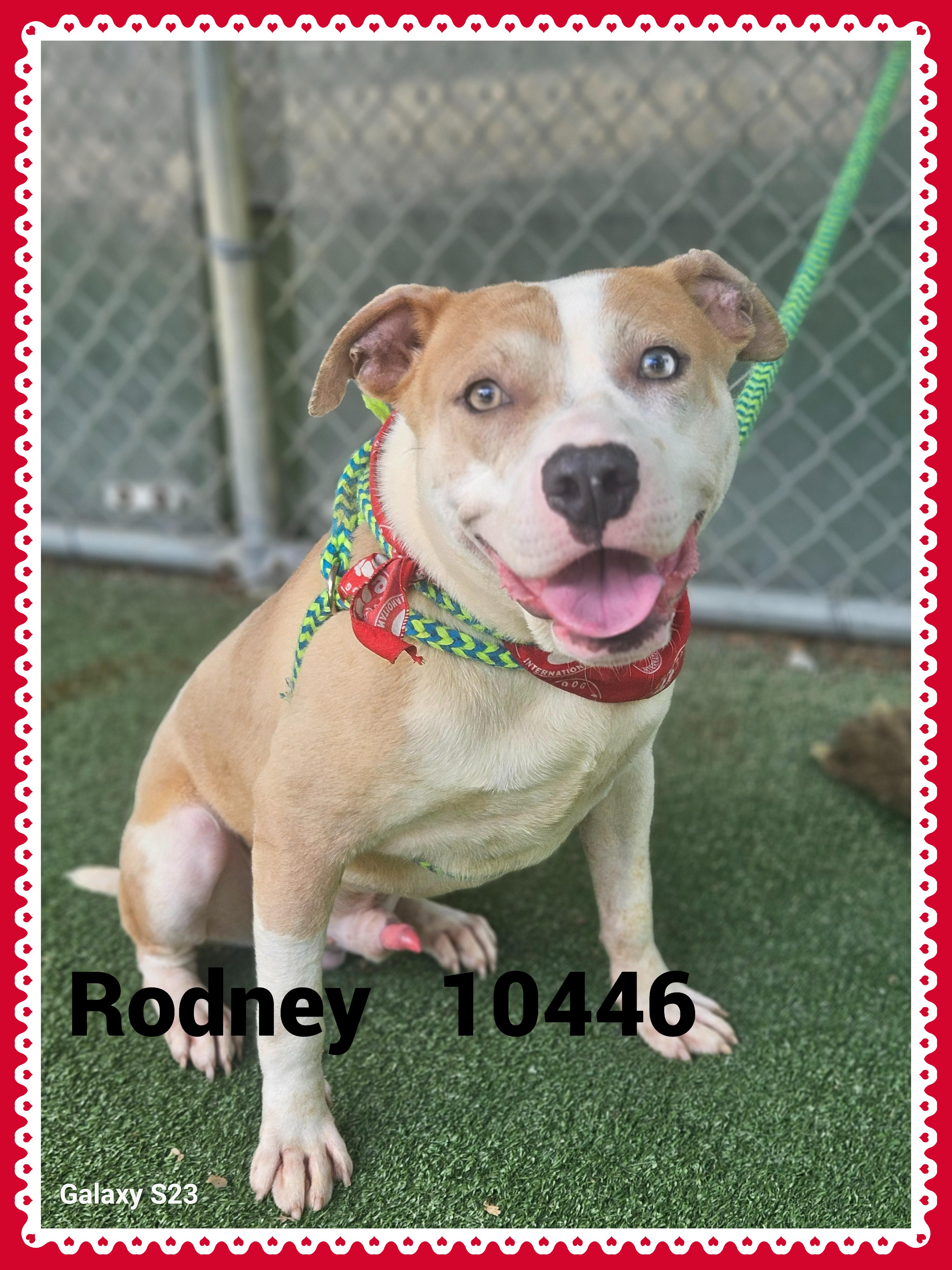 RODNEY