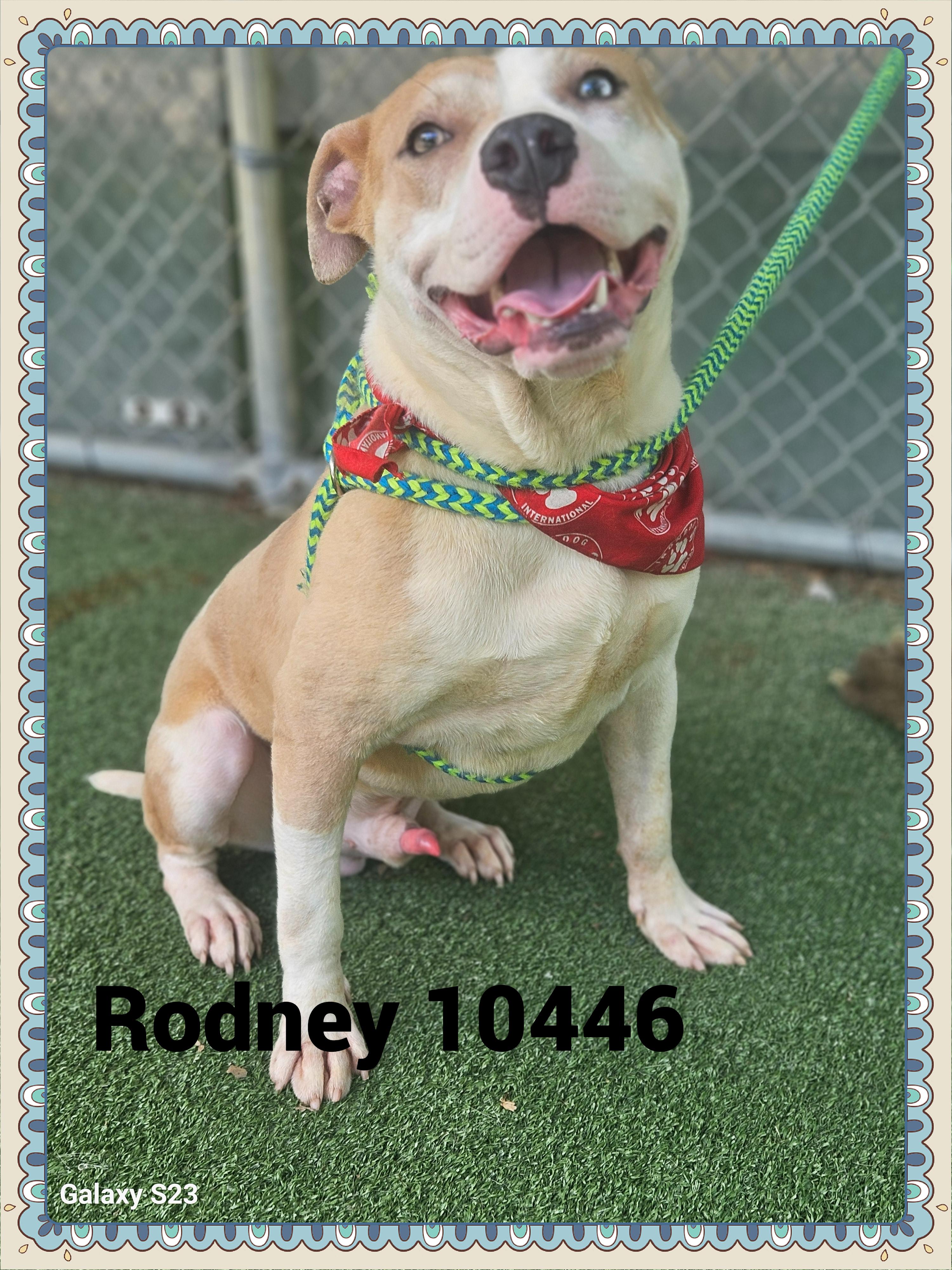 RODNEY