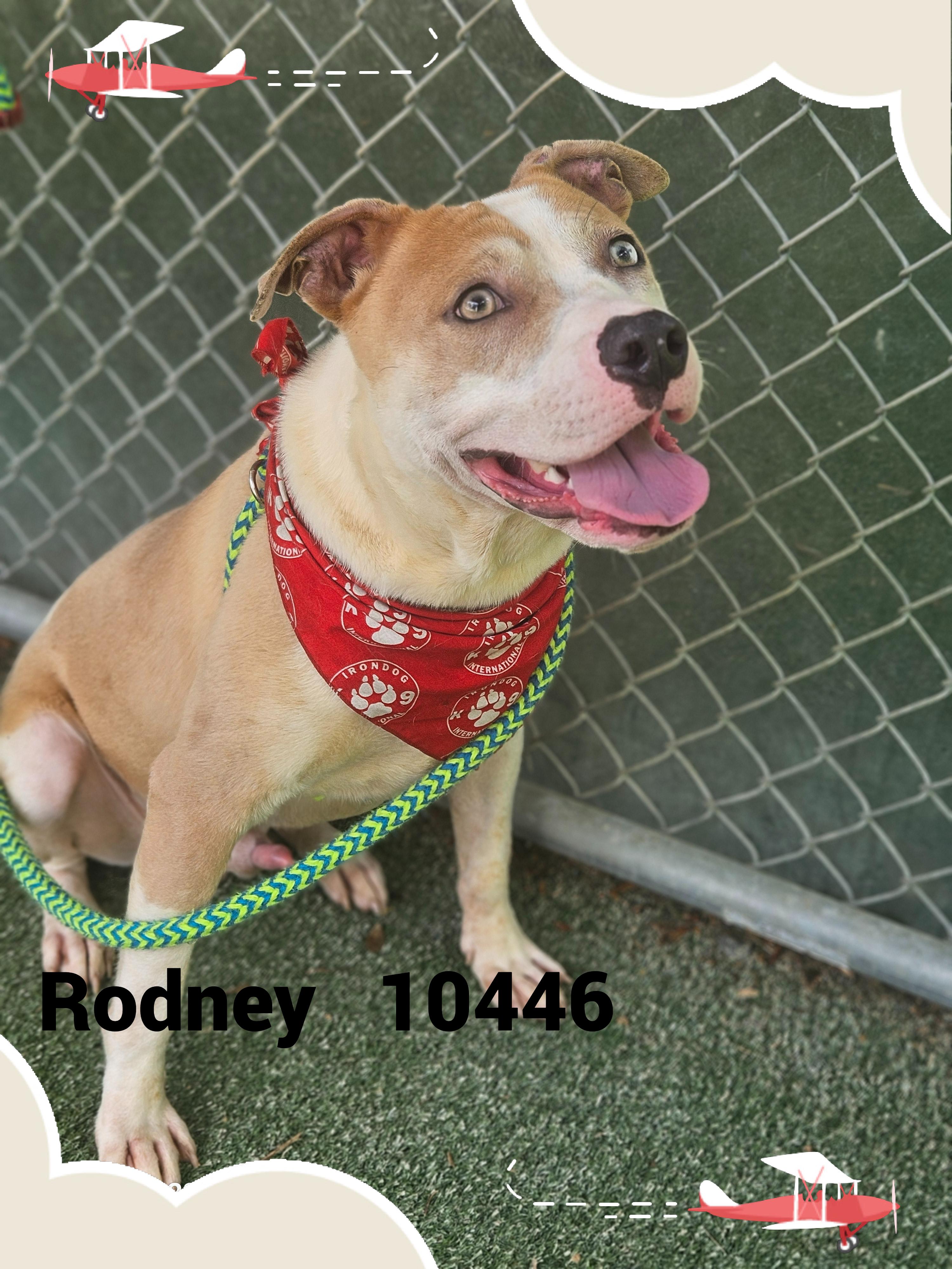 RODNEY