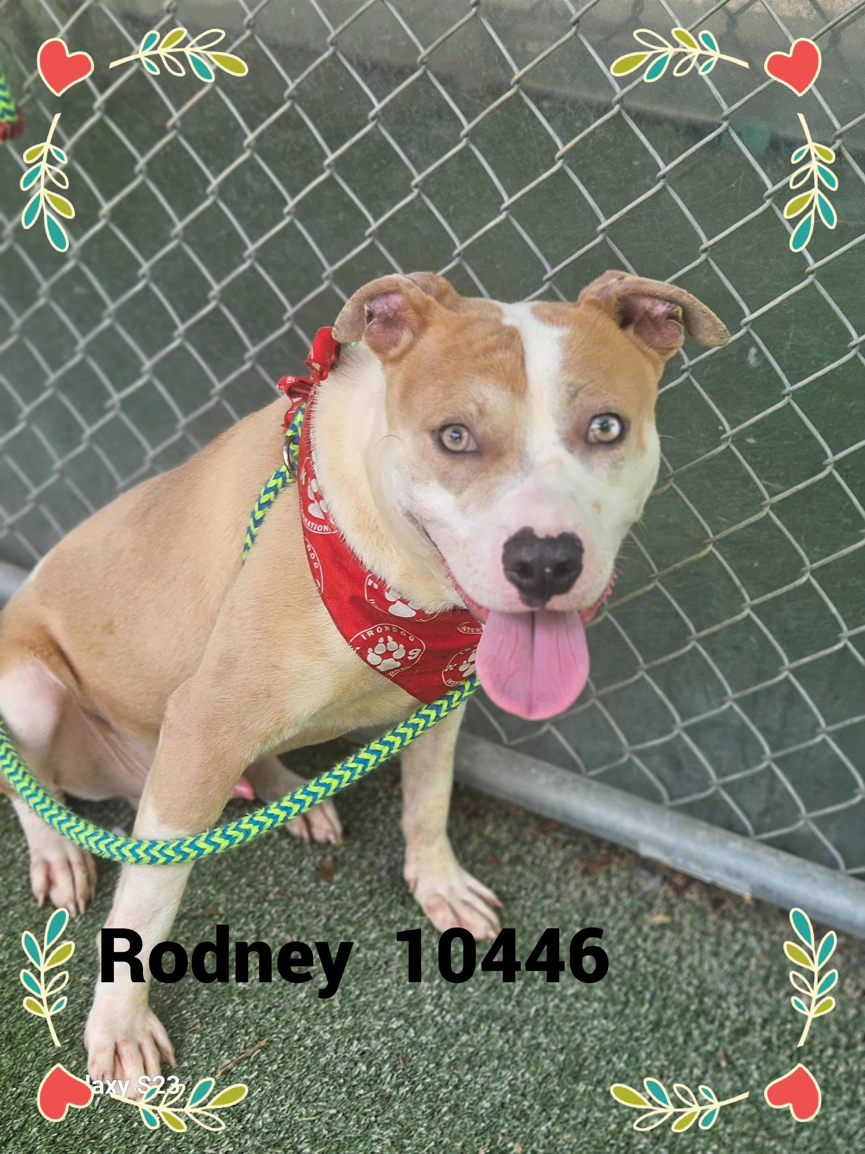 RODNEY