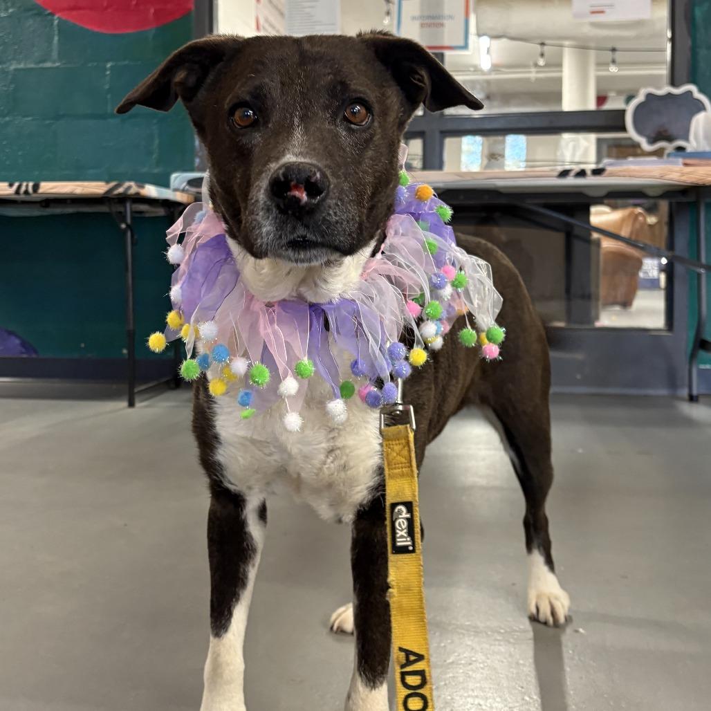 Molly Kings Mountain, Adoptable, Adult Female Border Collie & Labrador Retriever.