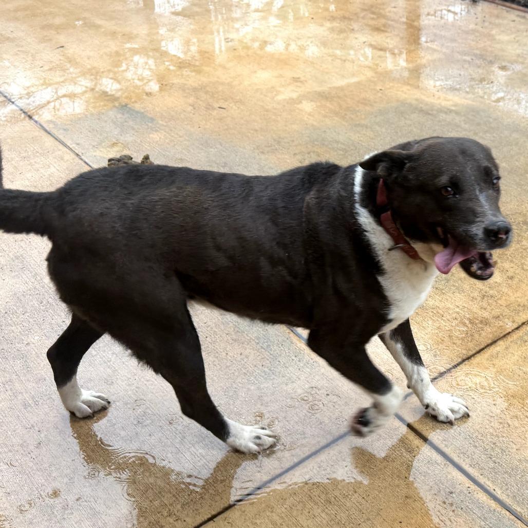 Enlarge Molly Kings Mountain, a Adoptable mixed breed in Peachtree City, GA image 2/6