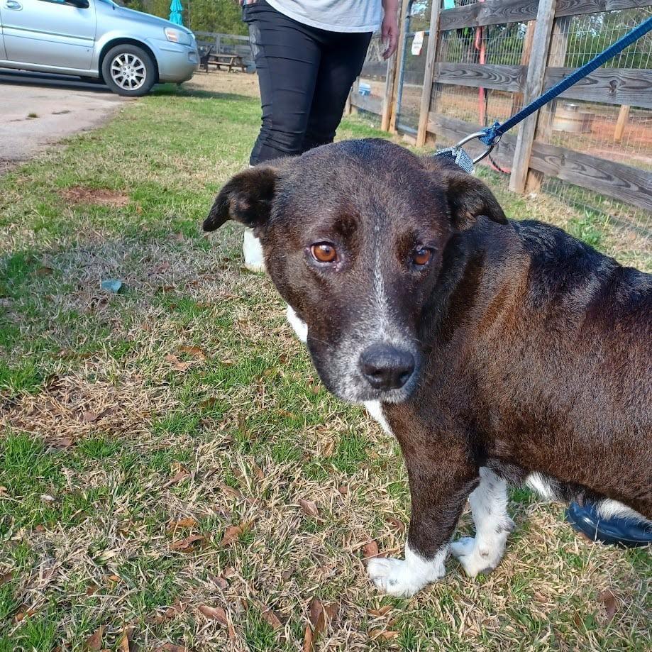 Molly Kings Mountain, Adoptable, Adult Female Border Collie & Labrador Retriever.