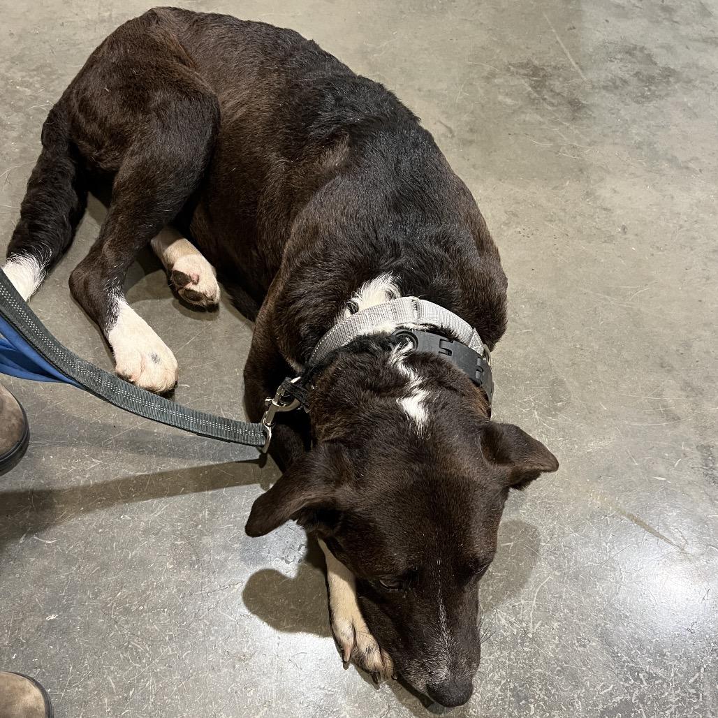 Molly Kings Mountain, a Adoptable mixed breed in Peachtree City, GA image 2/3