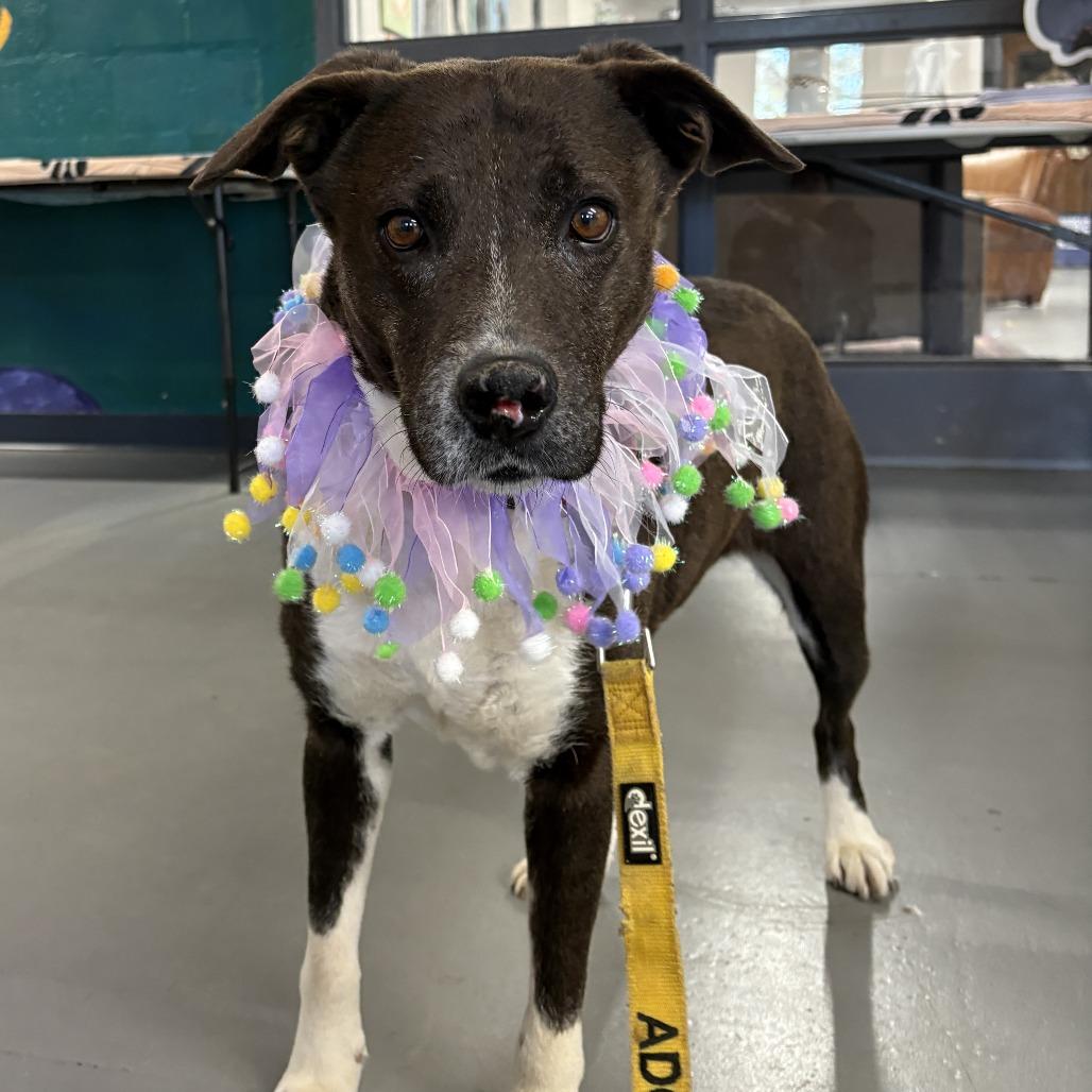 Enlarge Molly Kings Mountain, a Adoptable mixed breed in Peachtree City, GA image 5/6