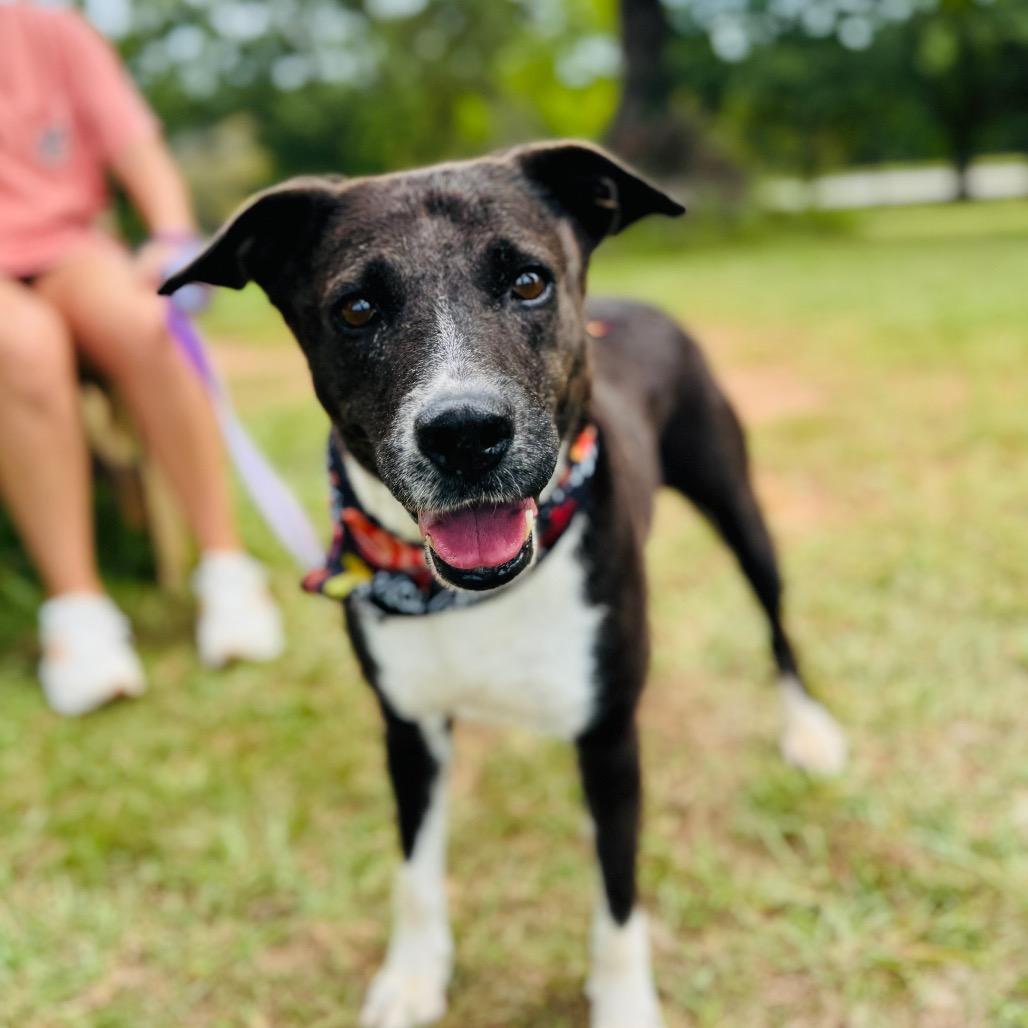 Molly Kings Mountain, a Adoptable mixed breed in Peachtree City, GA image 3/3