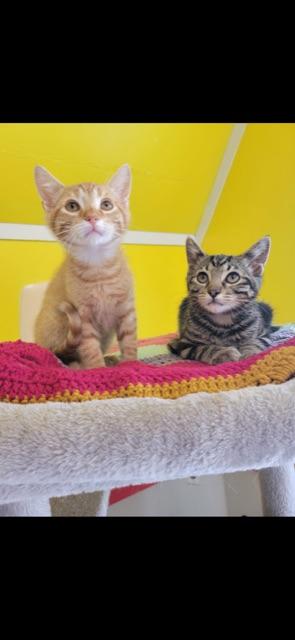 CEDAR (bonded with brother CYPRESS)