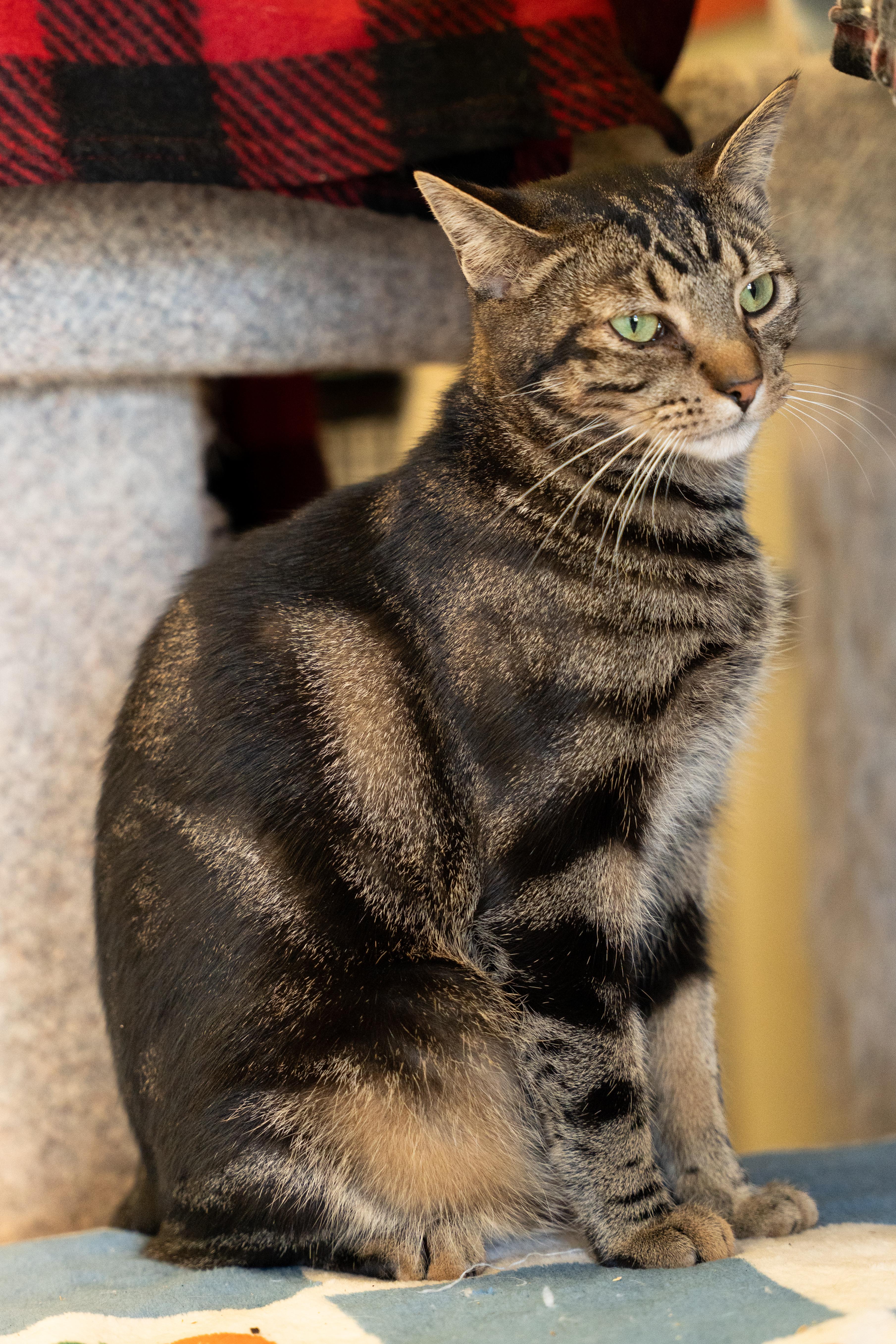 Enlarge CEDAR bonded with CHROMIUM, a Adoptable mixed breed in Owensboro, KY image 1/6