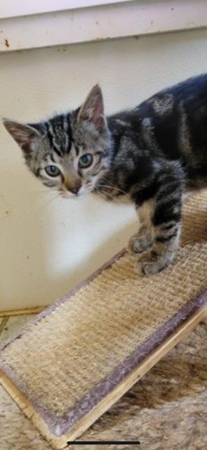 CEDAR (bonded with brother CYPRESS)