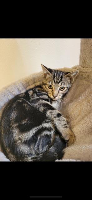 CEDAR , Adoptable, Young Male Domestic Short Hair & Tabby.