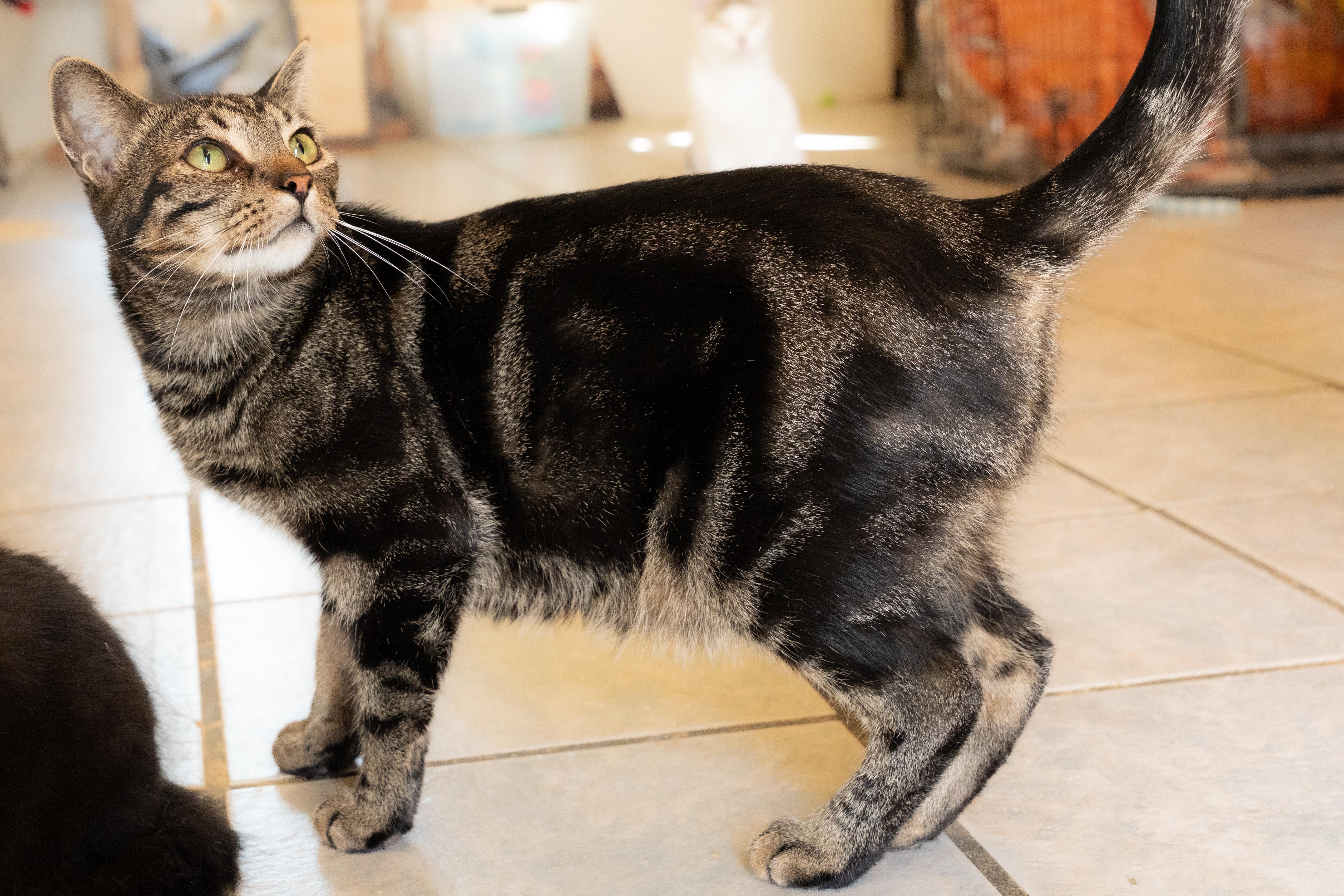 Enlarge CEDAR bonded with CHROMIUM, a Adoptable mixed breed in Owensboro, KY image 4/6