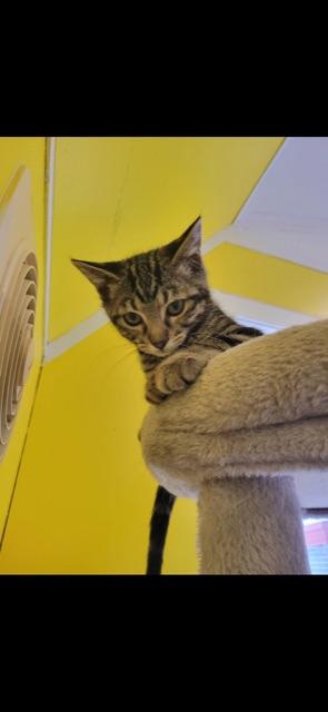 CEDAR (bonded with brother CYPRESS)