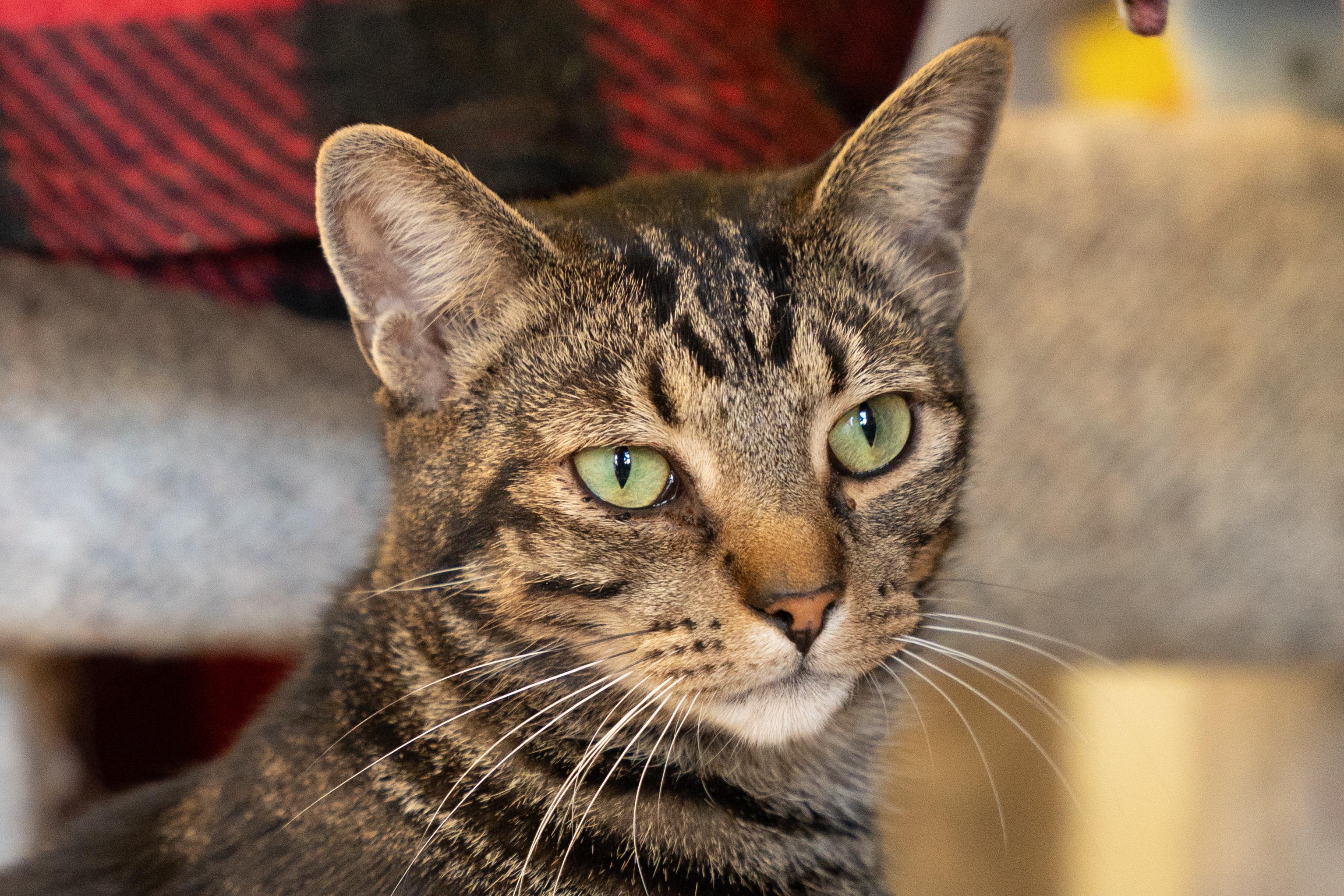 Enlarge CEDAR bonded with CHROMIUM, a Adoptable mixed breed in Owensboro, KY image 2/6