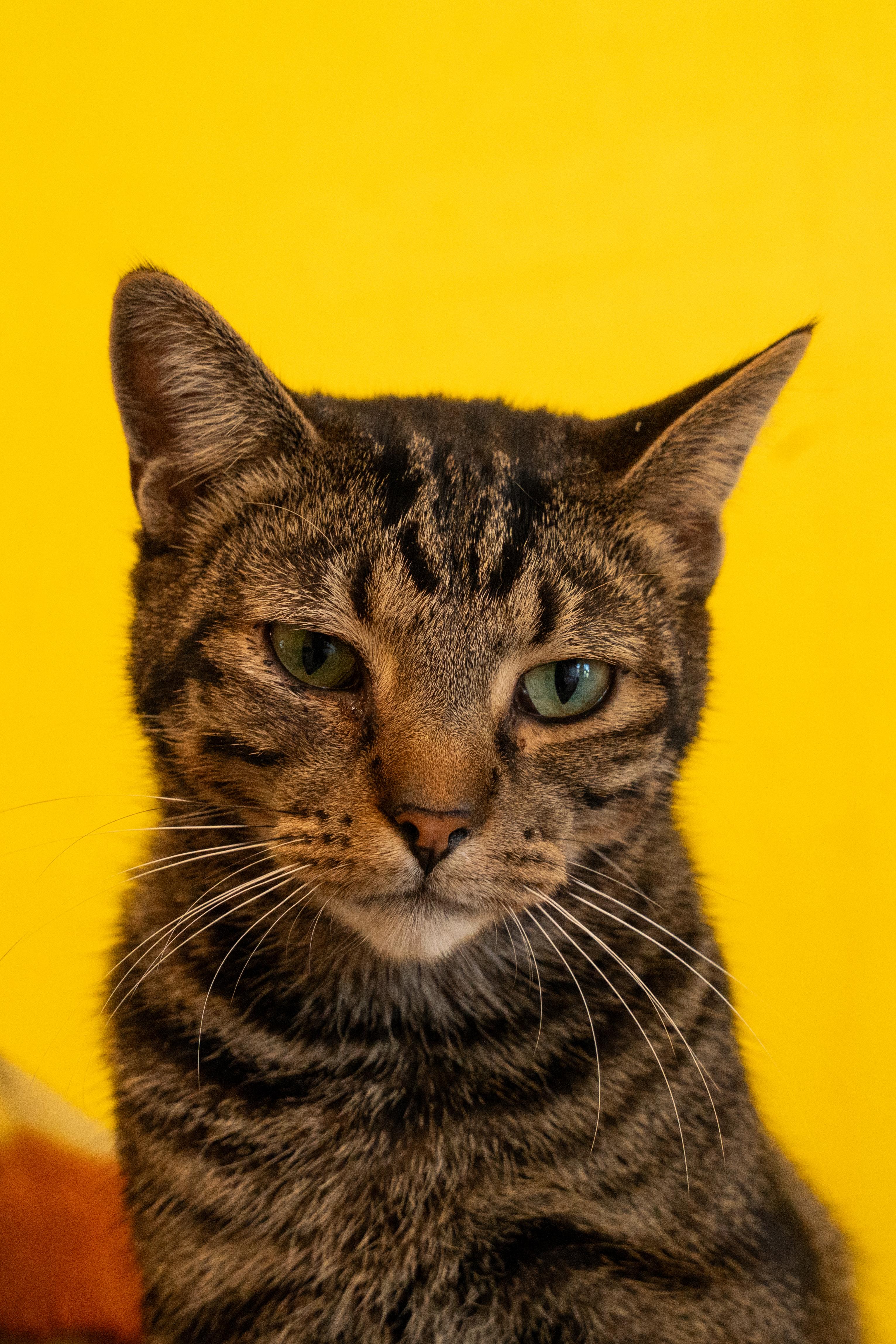 Enlarge CEDAR bonded with CHROMIUM, a Adoptable mixed breed in Owensboro, KY image 6/6