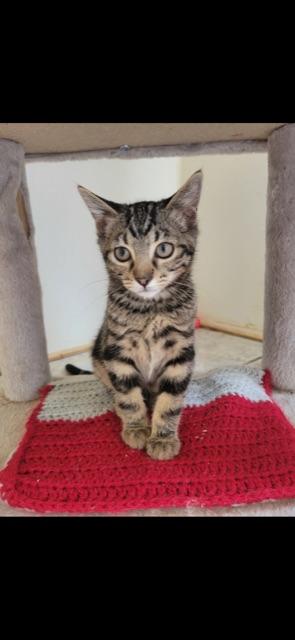 CEDAR (bonded with brother CYPRESS)