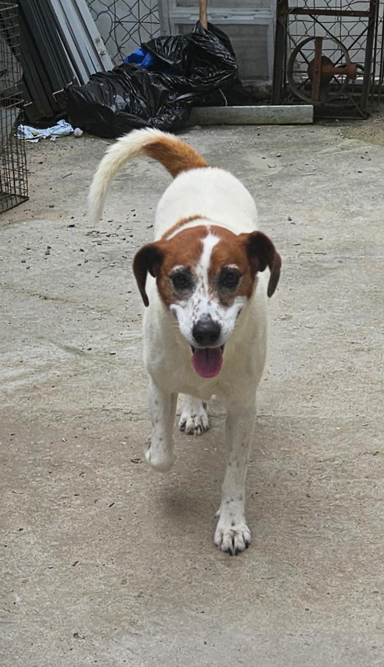 Enlarge Heidi, a Adoptable mixed breed in Tracy City , TN image 1/3