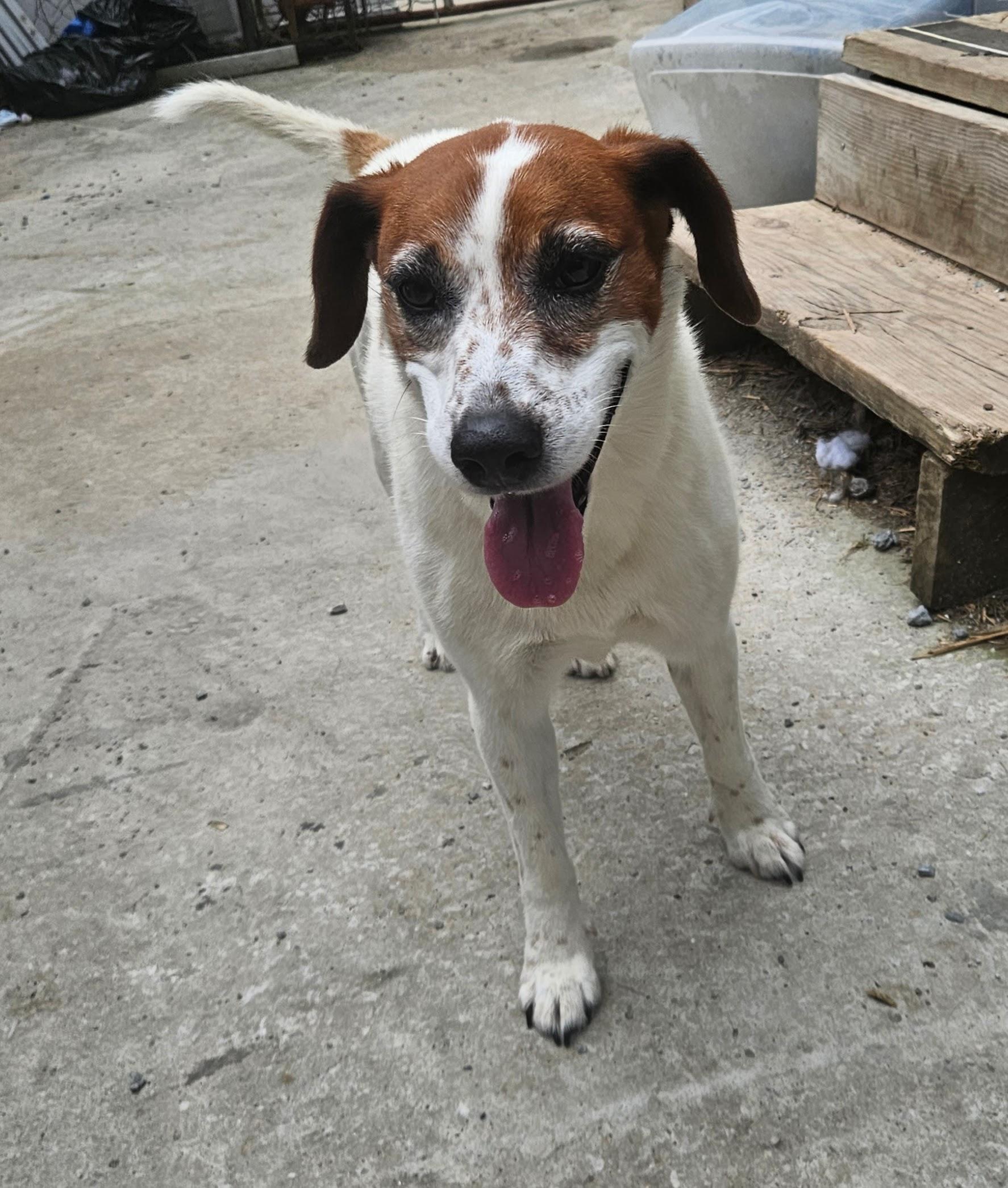 Enlarge Heidi, a Adoptable mixed breed in Tracy City , TN image 3/3
