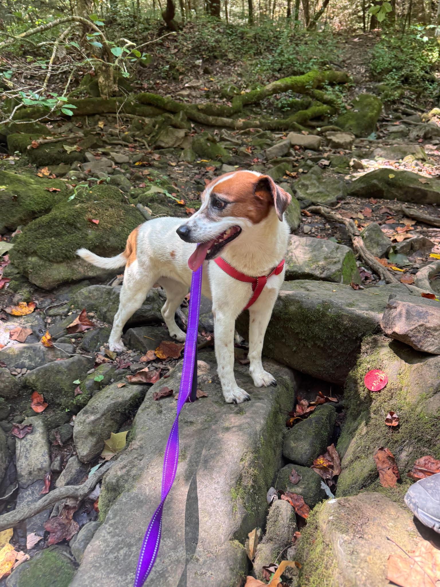 Enlarge Heidi, a Adoptable mixed breed in Tracy City , TN image 2/3