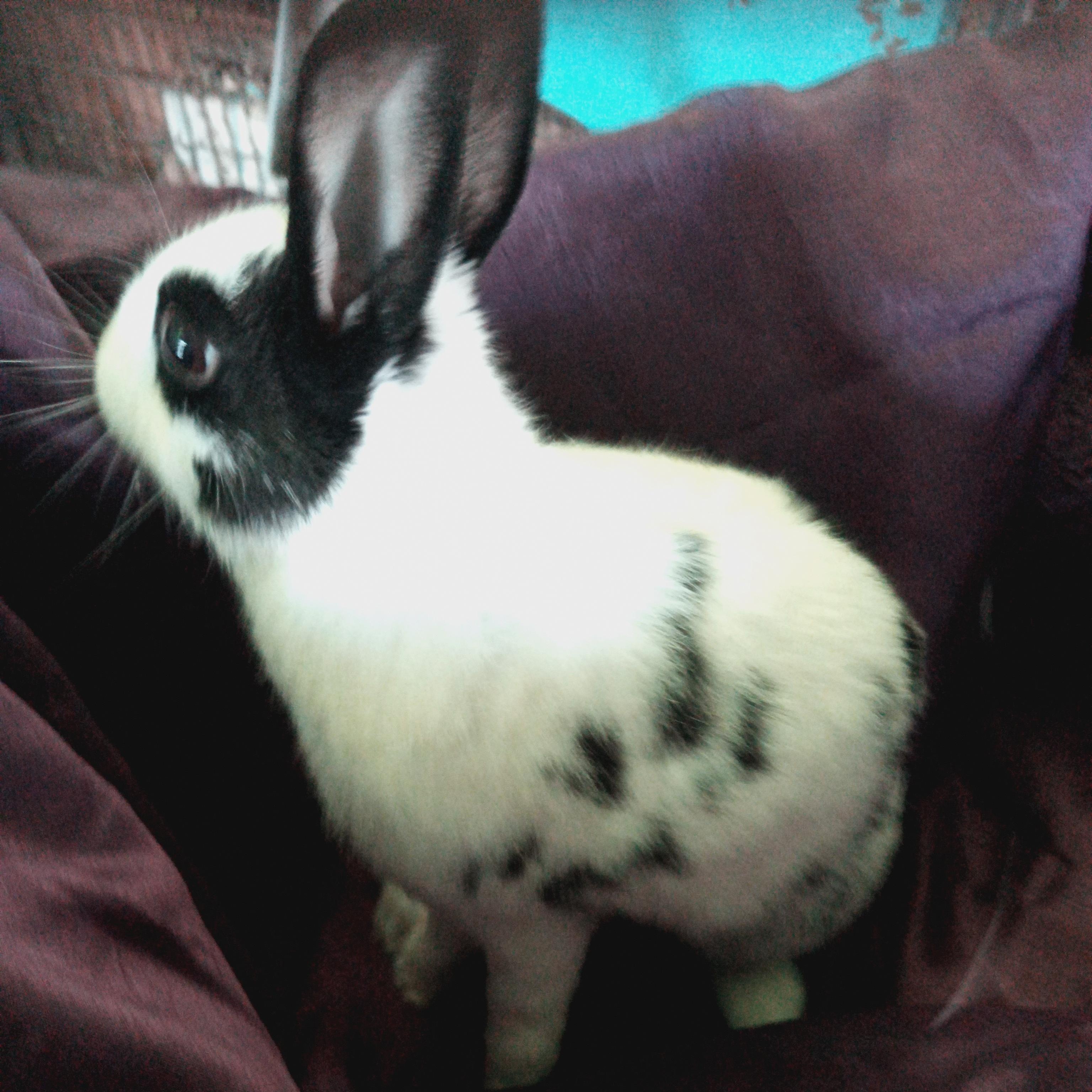 Osso, Adoptable, Adult Male Bunny Rabbit.