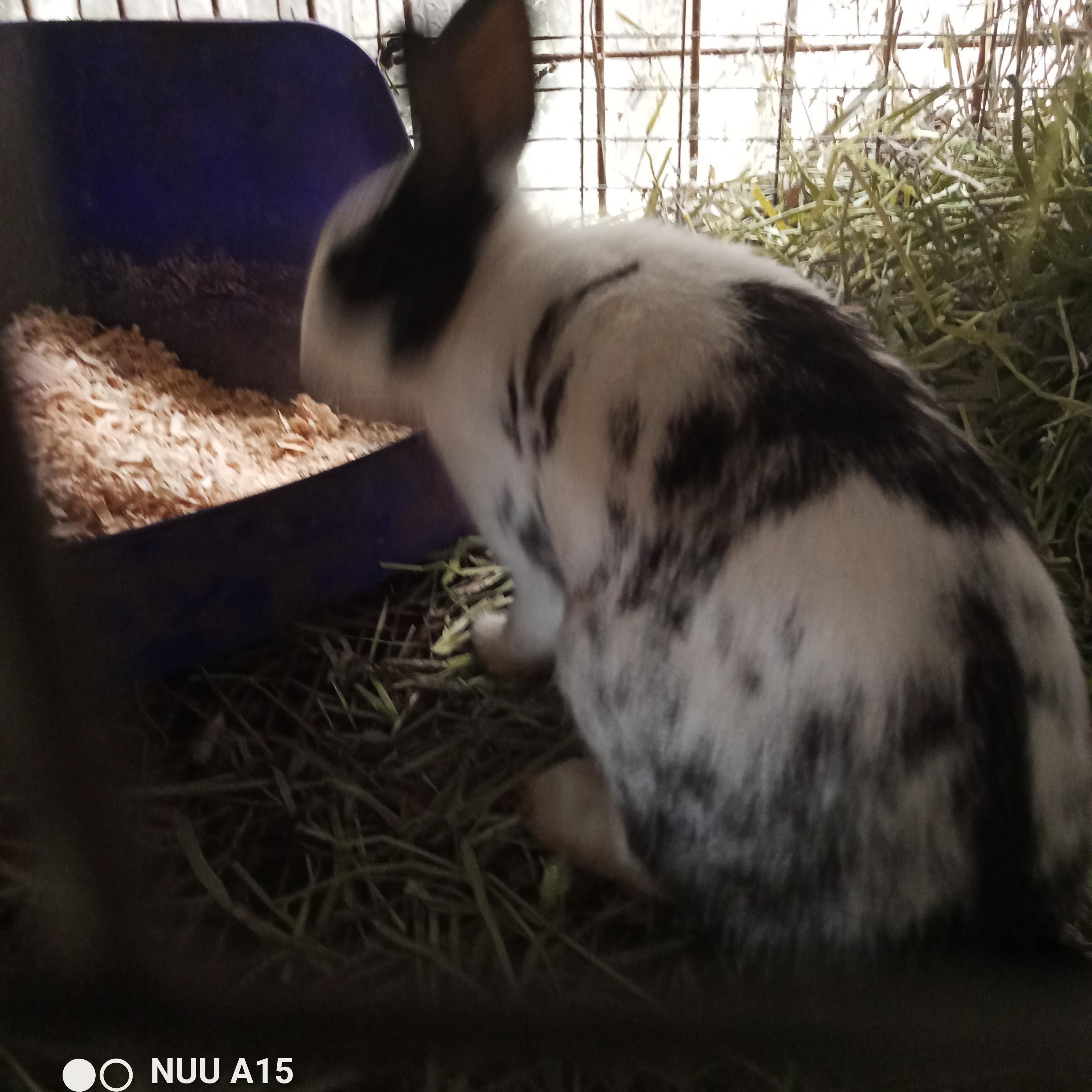 Enlarge Osso, a Adoptable Bunny Rabbit in Modesto, CA image 2/2