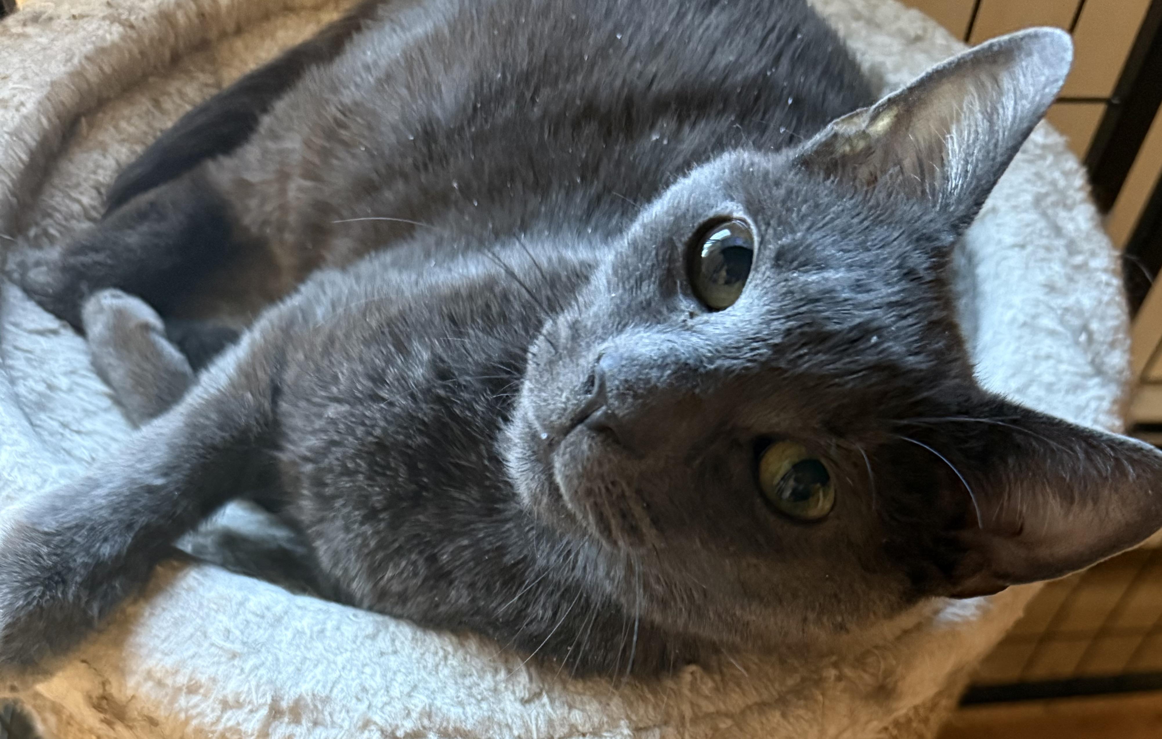 Sweet Peaches — thumbnail 2