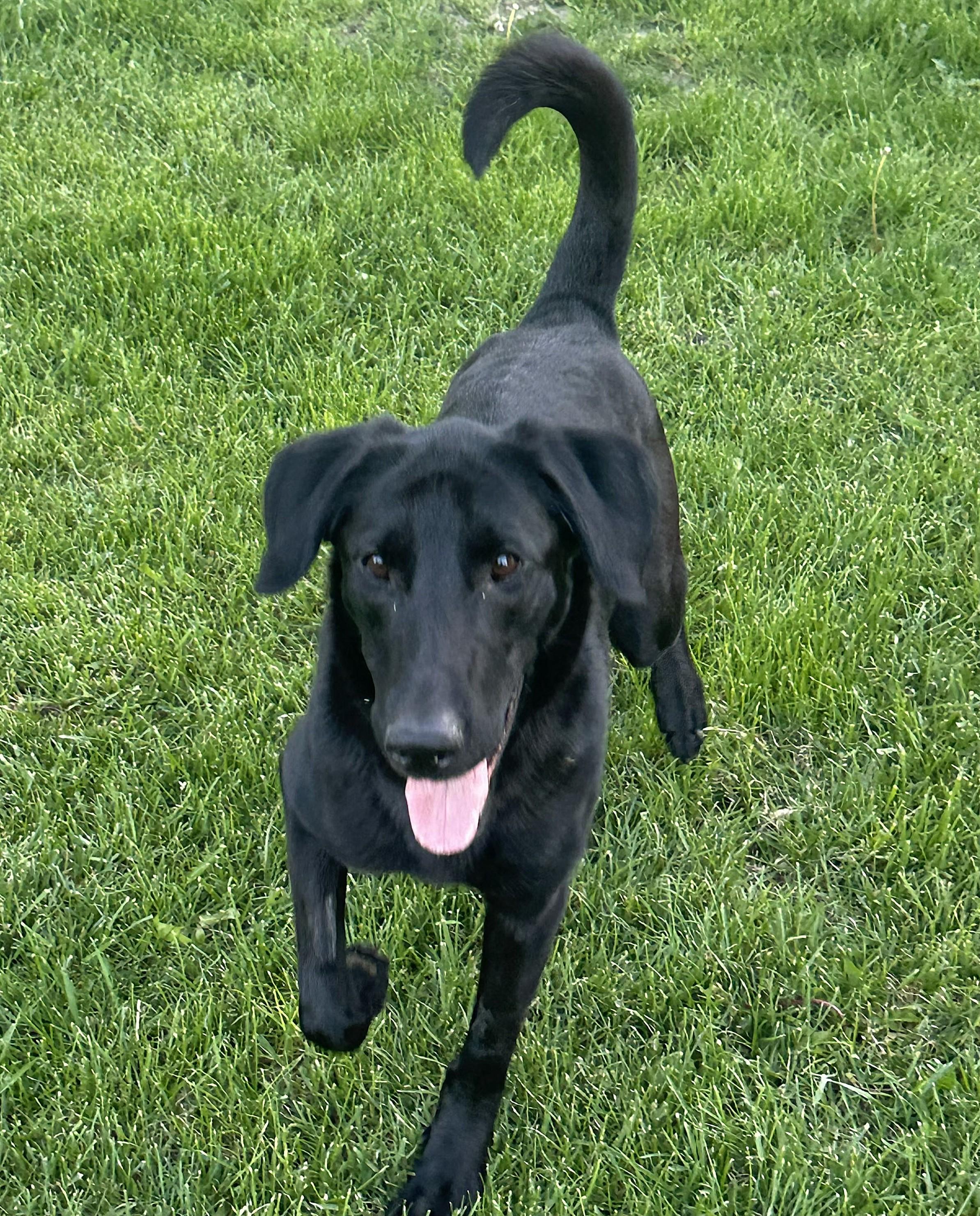 Enlarge Skie, a ADOPTABLE mixed breed in Lisbon, IA image 4/6