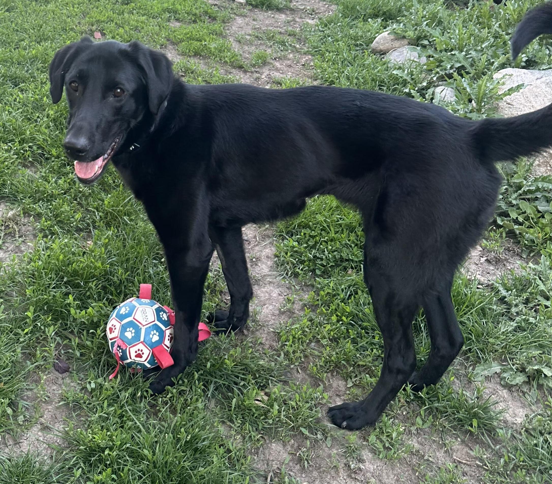 Enlarge Skie, a ADOPTABLE mixed breed in Lisbon, IA image 2/6