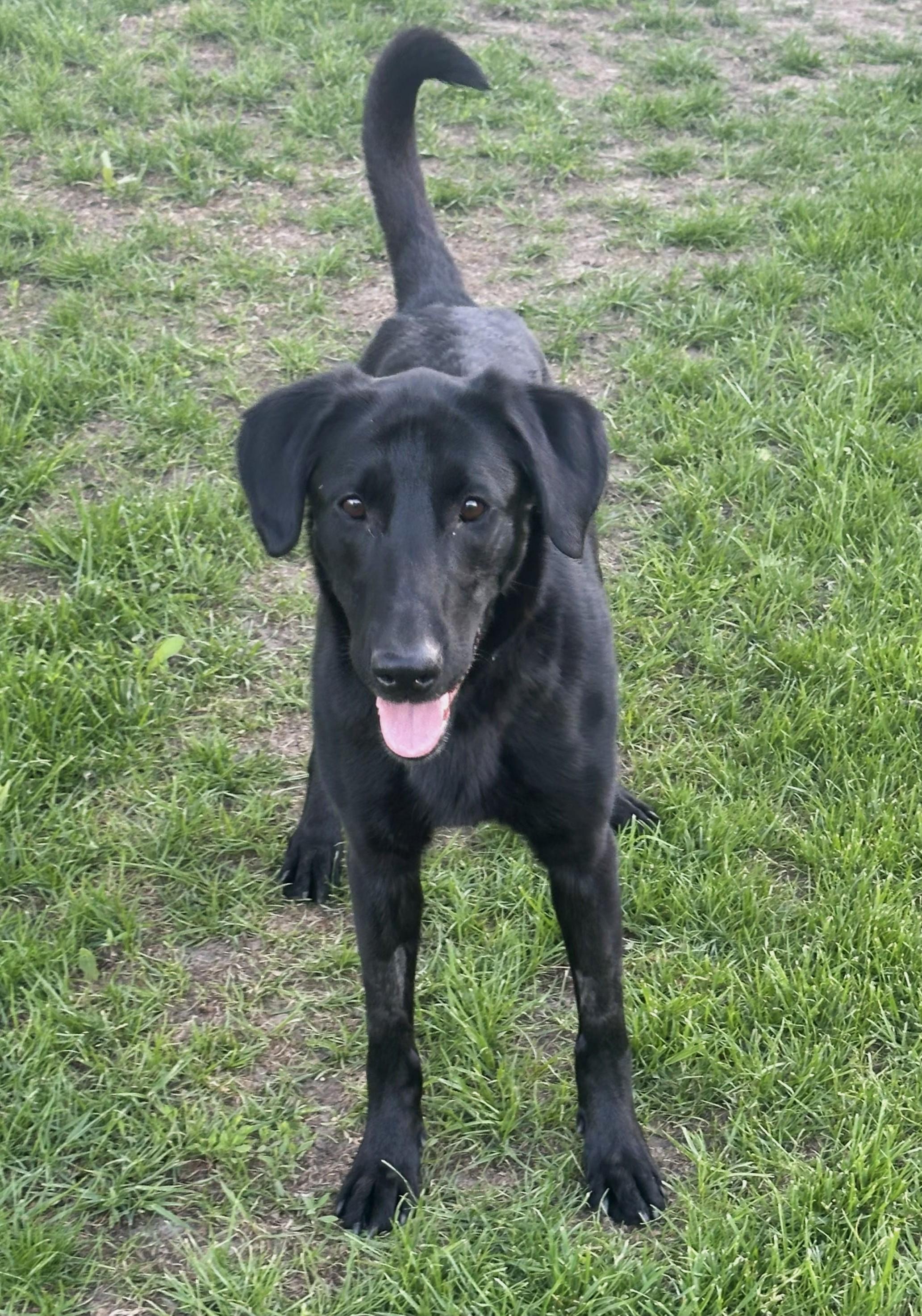 Enlarge Skie, a ADOPTABLE mixed breed in Lisbon, IA image 6/6