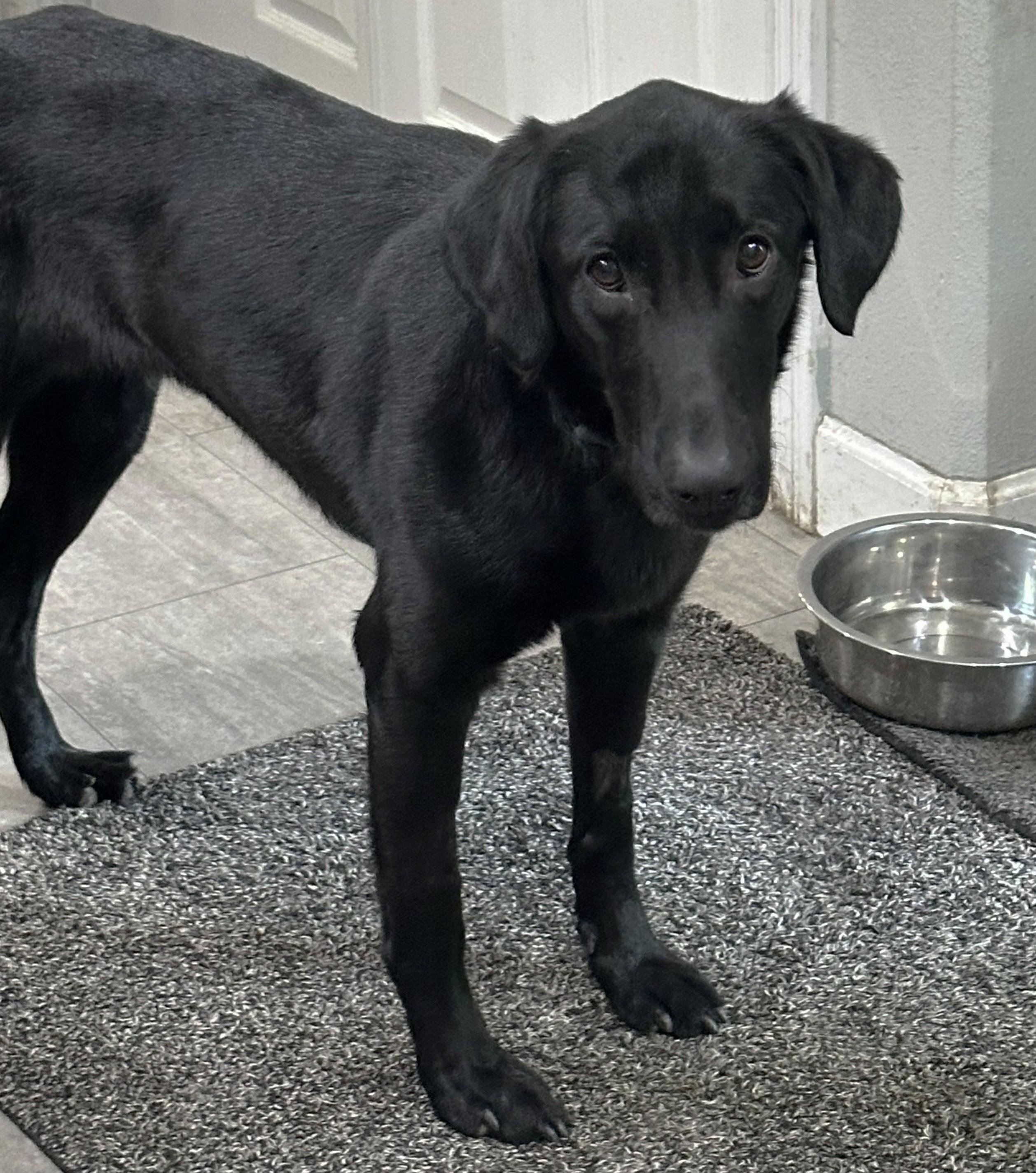 Enlarge Skie, a ADOPTABLE mixed breed in Lisbon, IA image 3/6