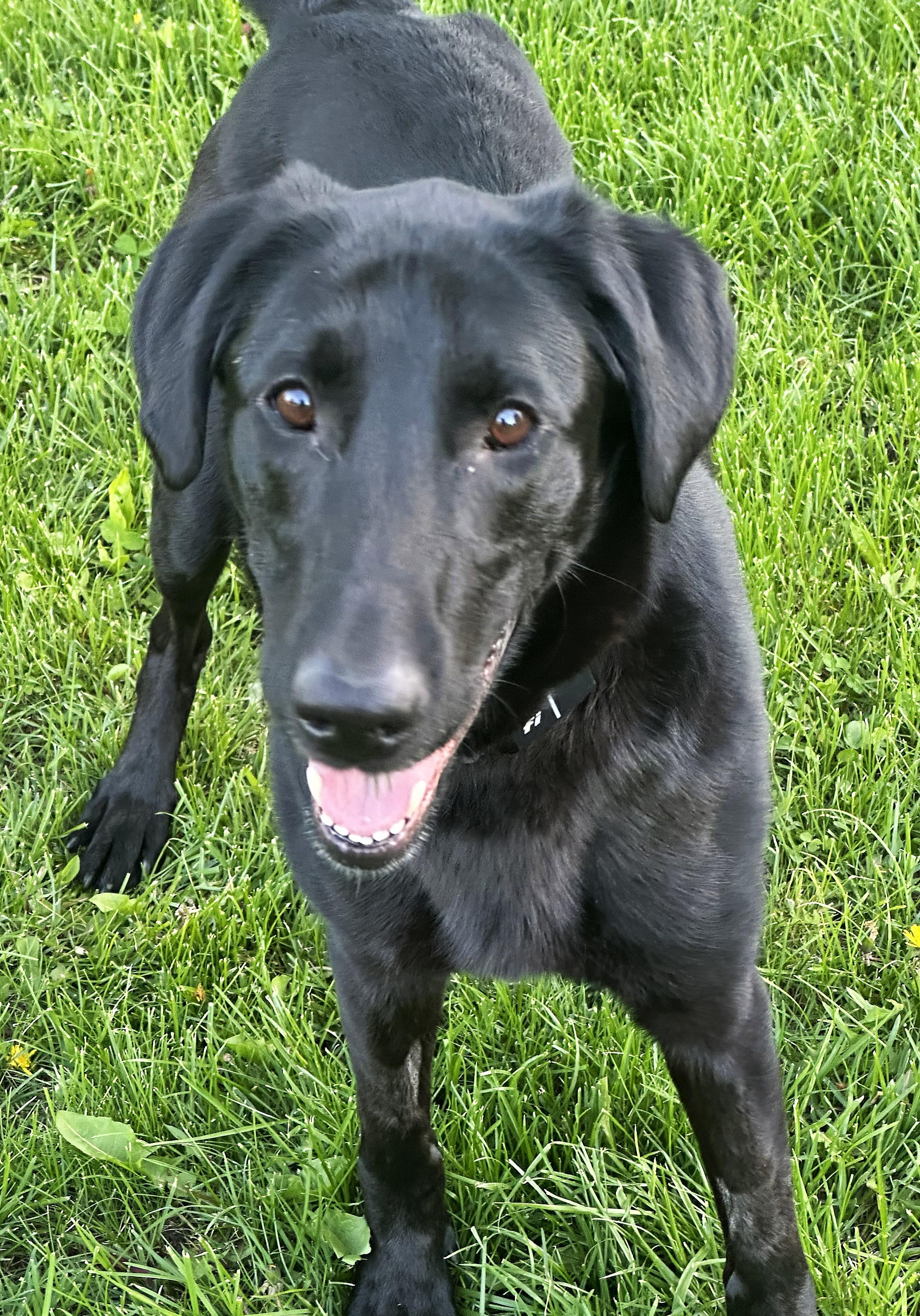 Skie, ADOPTABLE, Young Female Labrador Retriever.