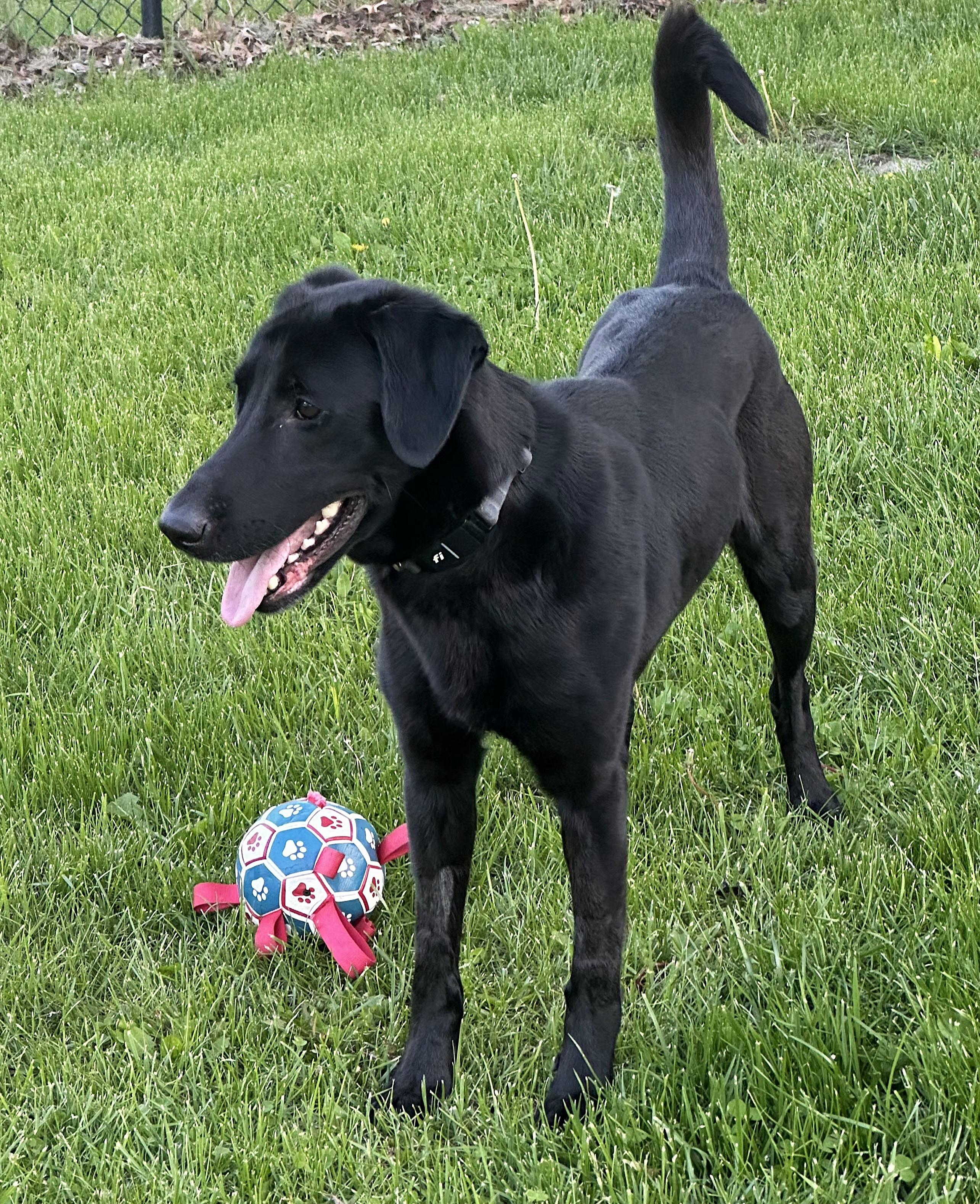 Enlarge Skie, a ADOPTABLE mixed breed in Lisbon, IA image 5/6