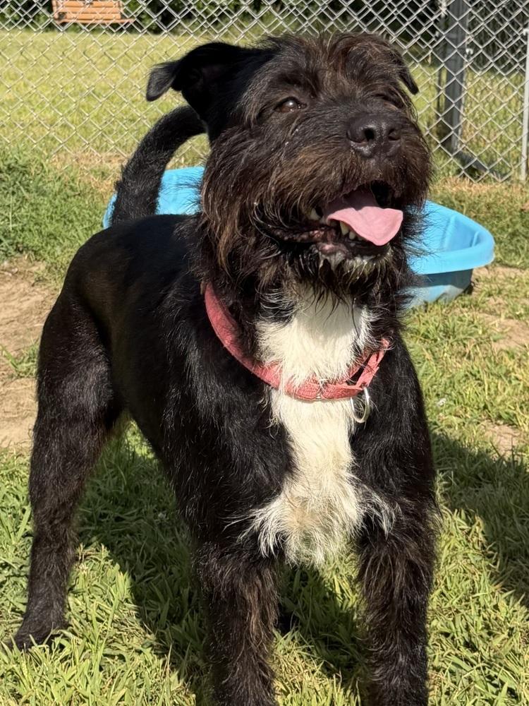 Frazzle, Adoptable, Adult Female Airedale Terrier.