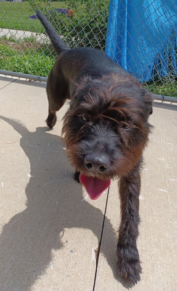Enlarge Frazzle, a Adoptable mixed breed in Kalamazoo, MI image 2/5